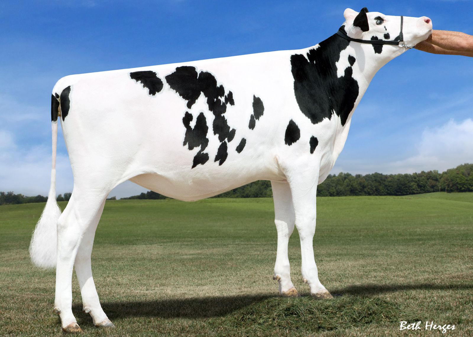 Holstein Plaza Online Heifer Sale Preview